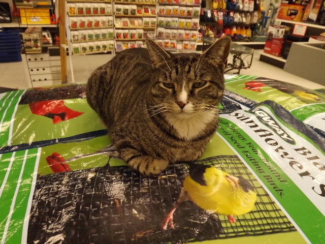 cat